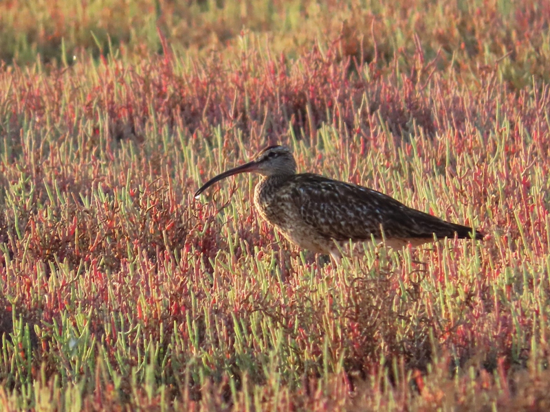 Whimbrel